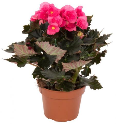 Rośliny - begonia-zimowa[1].jpg